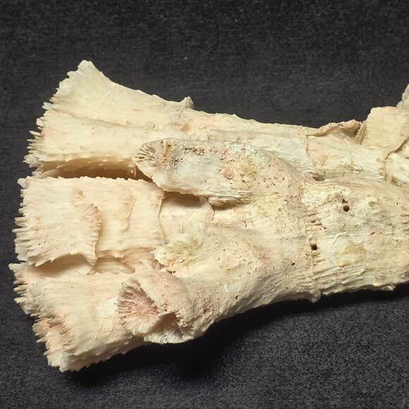 Pink Ocean Coral Reef Pilar Pavona Cactus Natural Ocean Treasure Home Decor - Picture 10 of 16